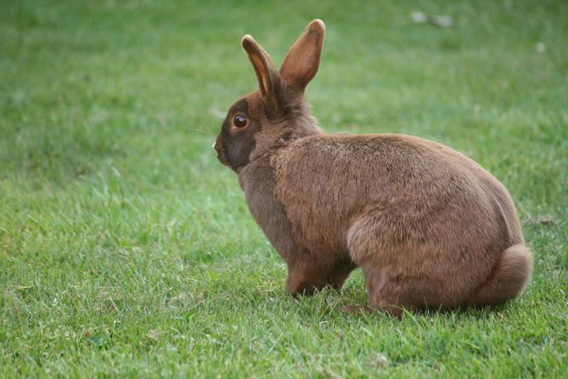 Rabbit Thumping