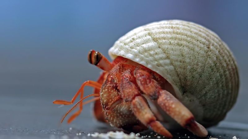 Hermit Crab