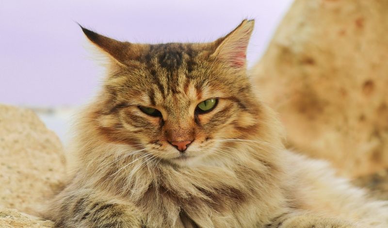 German Longhair