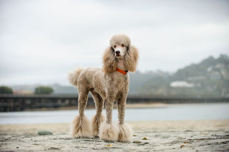 Poodle – The Intellectual Show-Off
