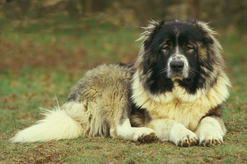 Caucasian Shepherd