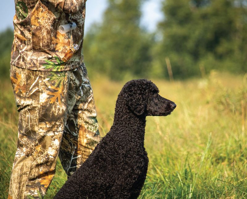 Poodle