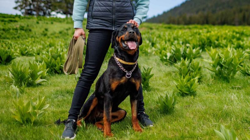 Rottweiler