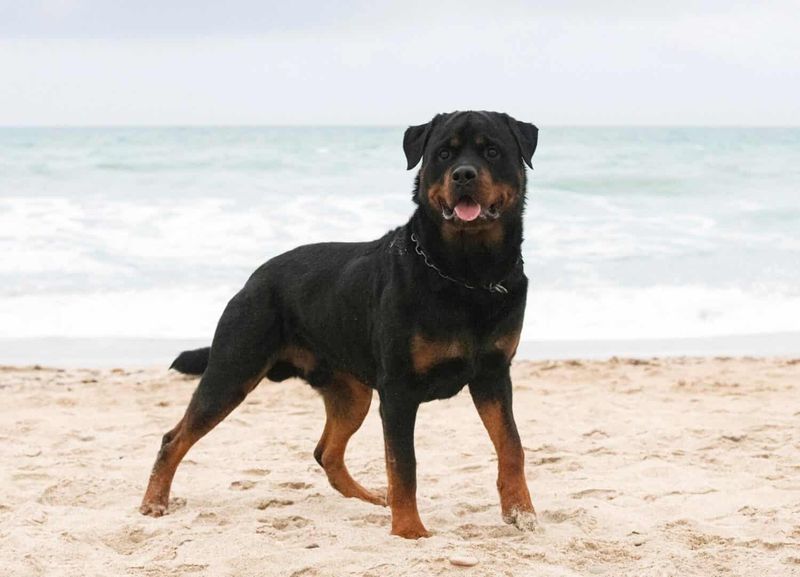 Rottweiler