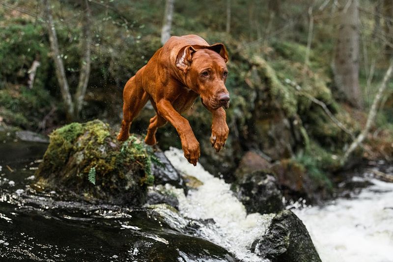 Rhodesian Ridgeback