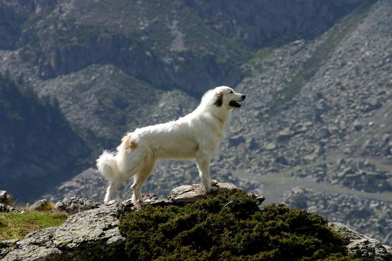 Great Pyrenees