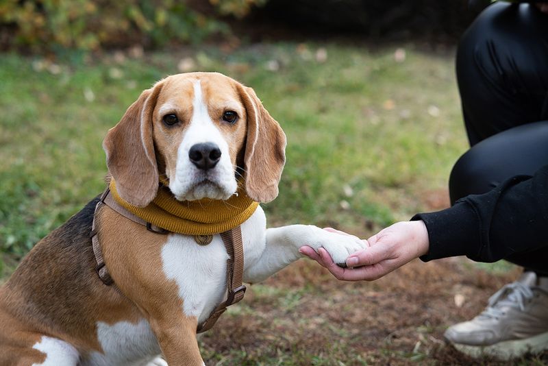 Beagle
