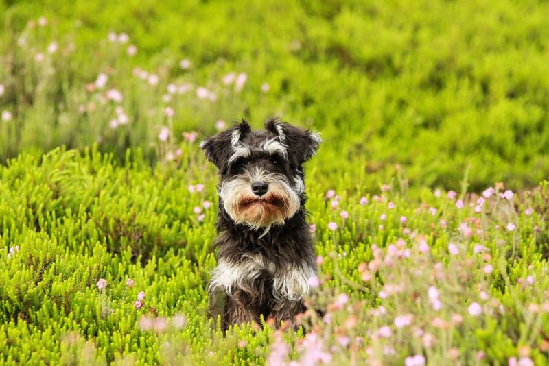 Miniature Schnauzer