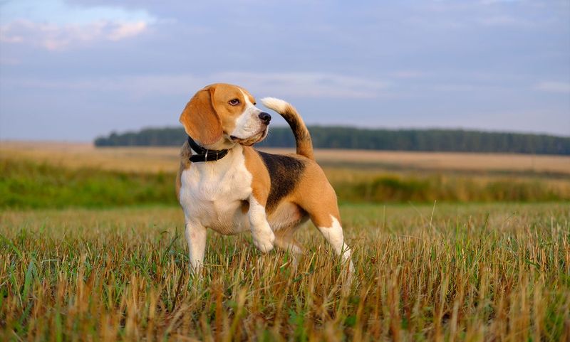 Beagle: Nose-Driven Detective