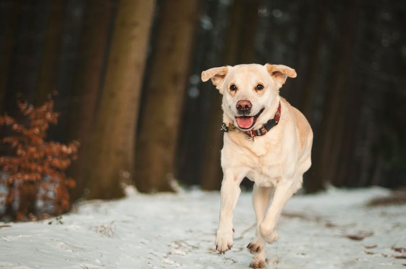 Labrador Retriever: The Eager-To-Please Companion