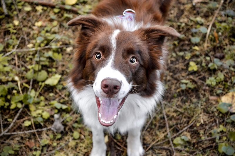 Border Collie: The Mind Reader