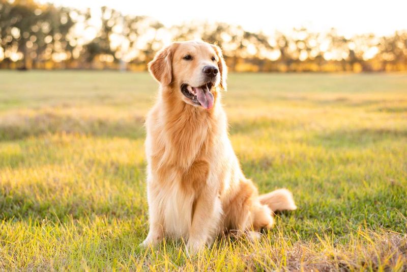Golden Retriever: The Emotionally Intelligent Companion