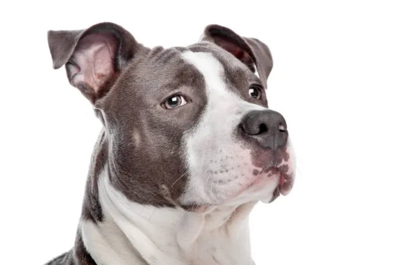 American Pit Bull Terrier: The Misunderstood Powerhouse