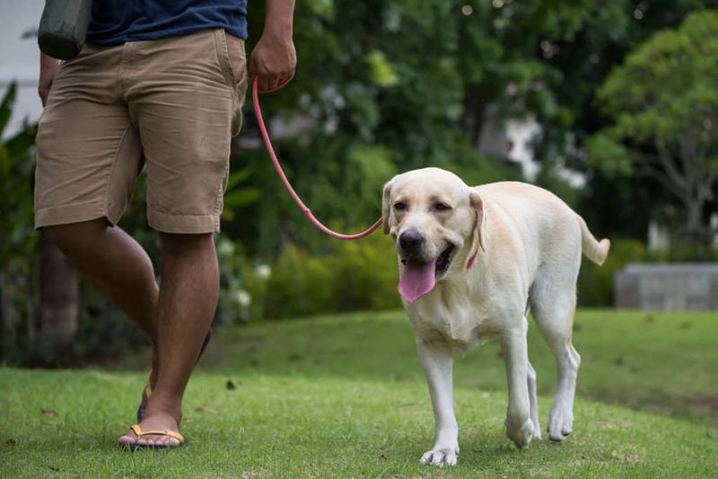 Labrador Retriever