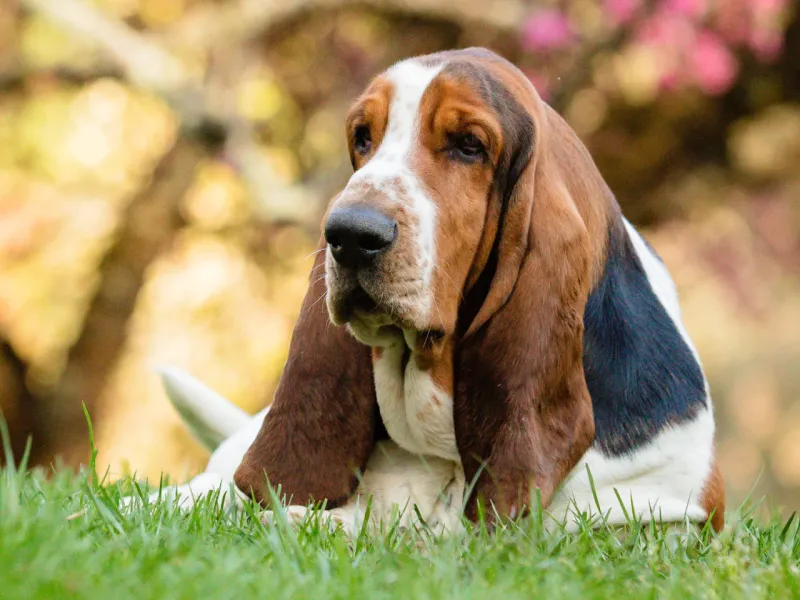 Basset Hound's Hidden Expenses