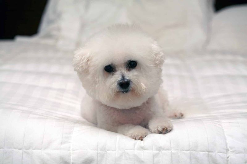 Bichon Frise