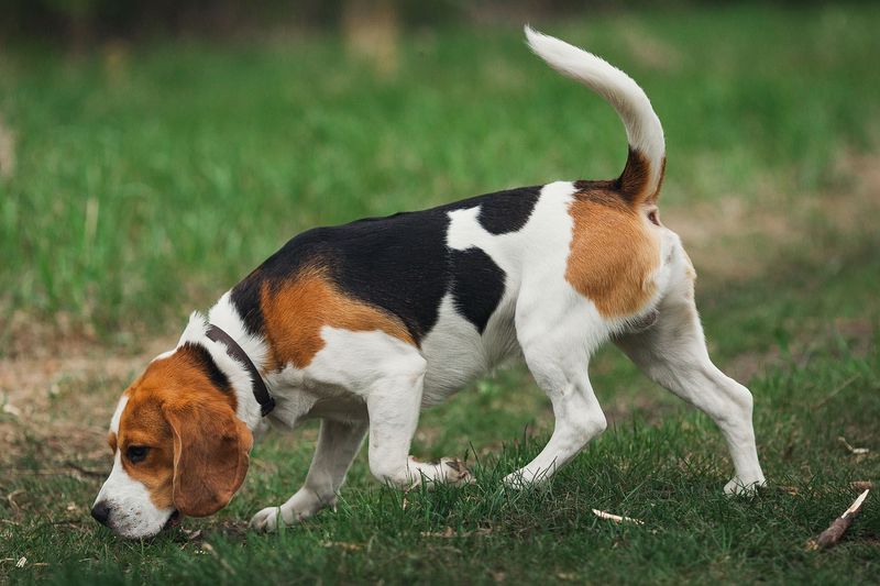 Beagles: Nose-Driven Noise Makers