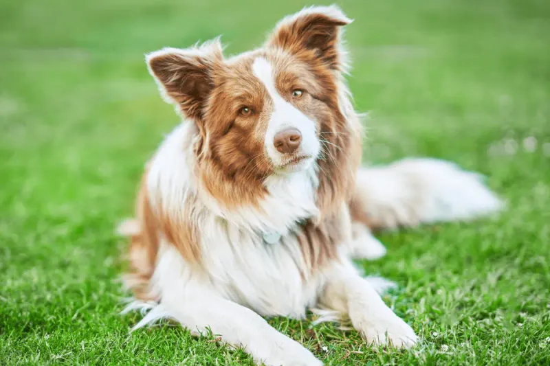 Border Collies: Masters Of Precision