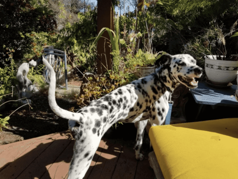 Dalmatians
