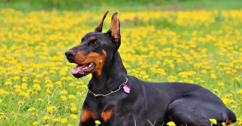 Doberman Pinschers