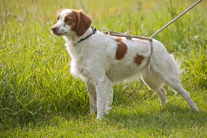Brittany Spaniel