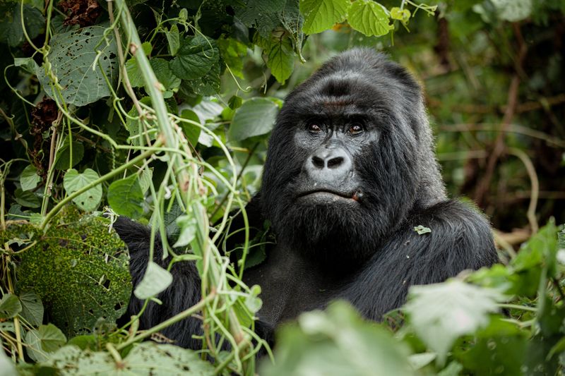 Mountain Gorilla