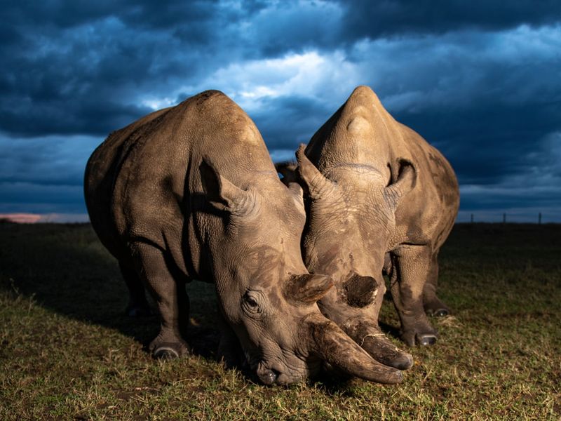 Northern White Rhino: Extinction's Front Row