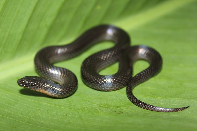 Black Swamp Snake