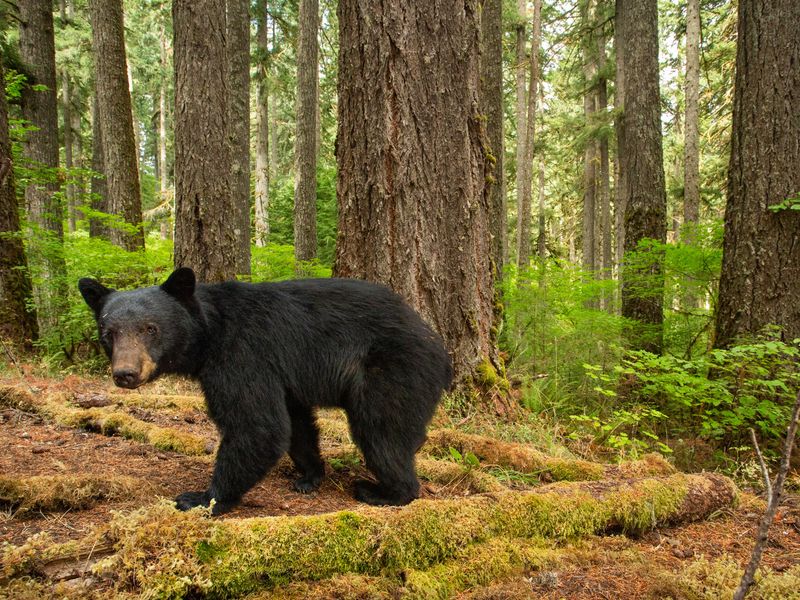 The Ultimate Recycler: American Black Bear