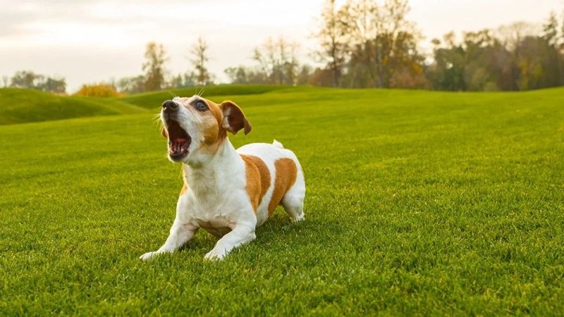 Distant Animal Sounds