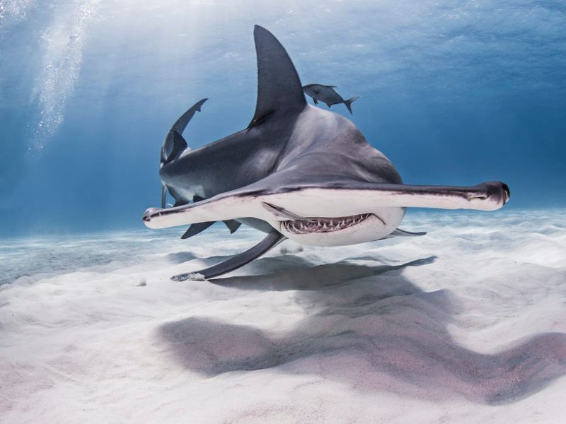 Hammerhead Shark: The Obvious Oddball