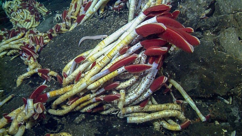 Bizarre Tube Worms Form Living Chimneys