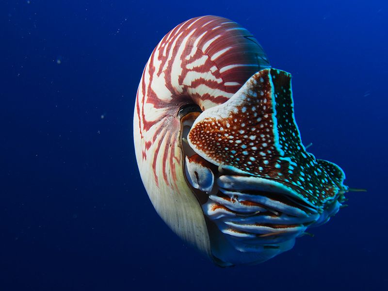 Nautilus: Living Fossil With 20-Year Lifespan