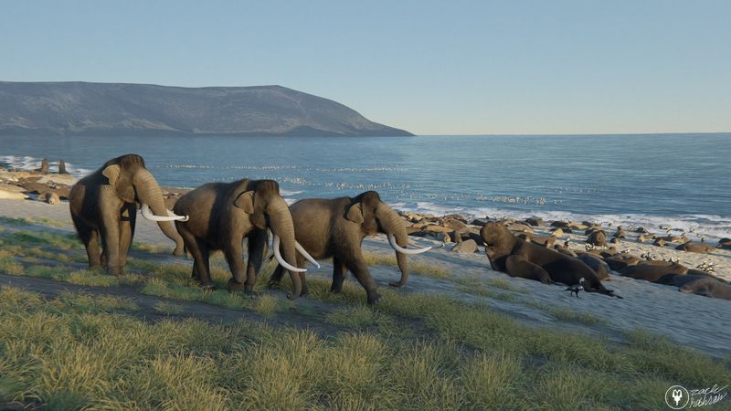 Dwarf Mammoths On Channel Islands