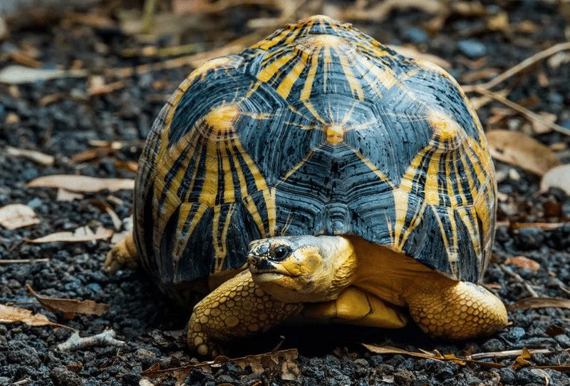 Indian Star Tortoise