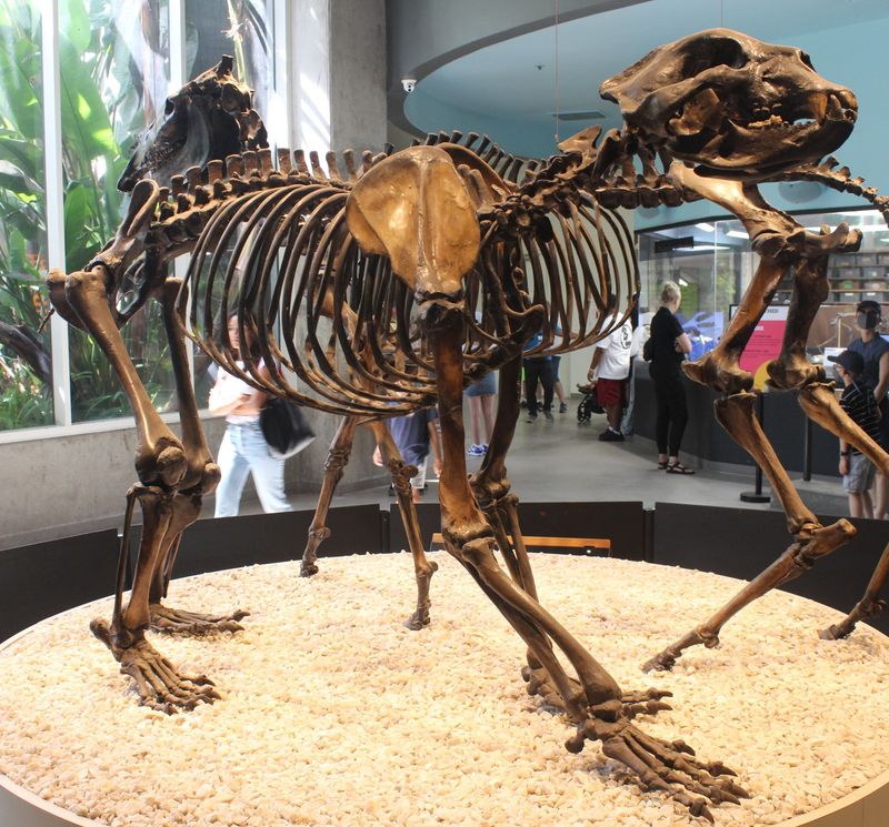 Short-Faced Bears In Pacific Northwest