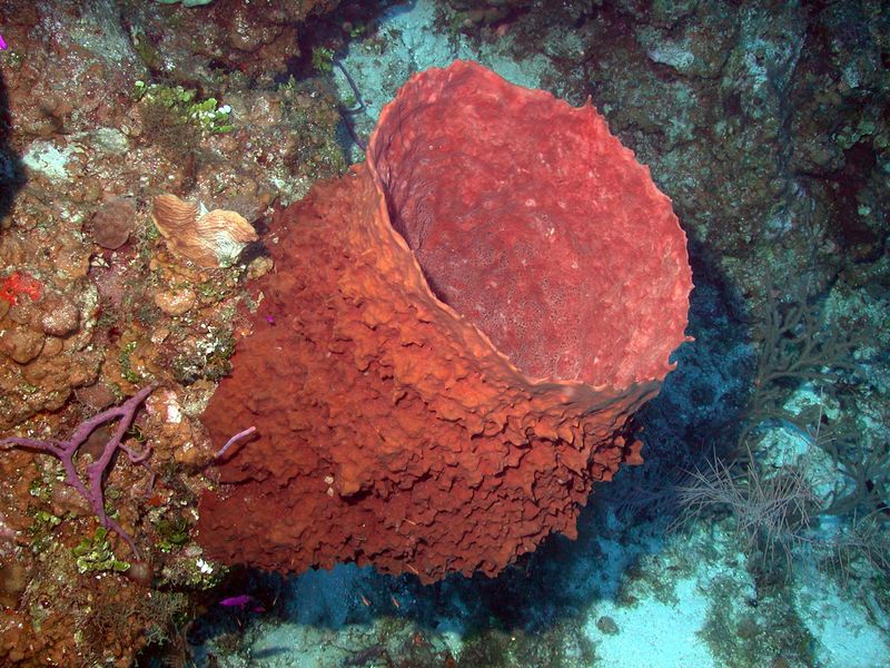 Giant Barrel Sponge: Living Ocean Bathtub