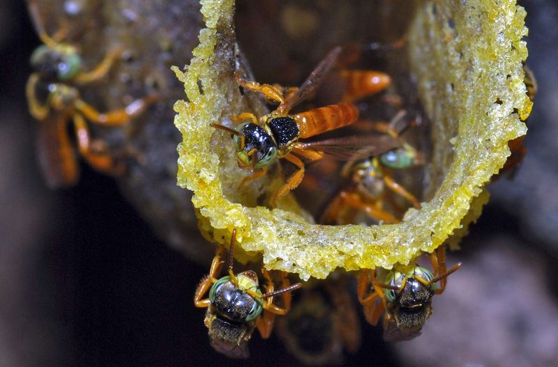 Stingless Meliponini