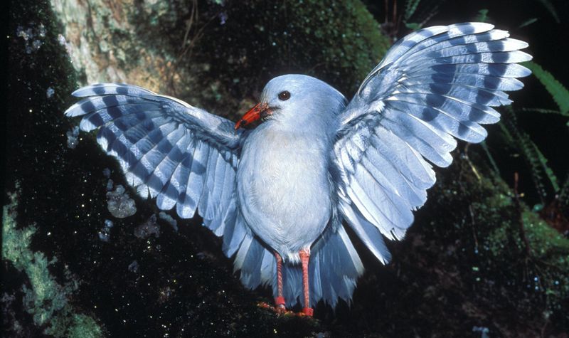 Kagu