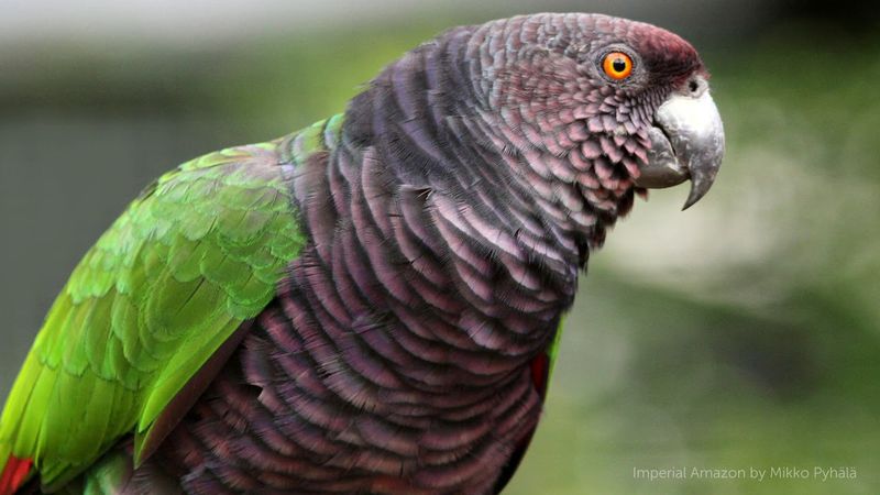 Imperial Amazon
