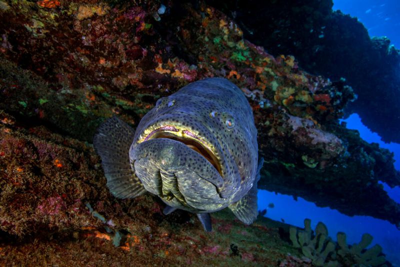 Giant Grouper: Massive Reef Dweller