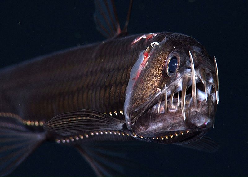Viperfish: Nature's Living Trap