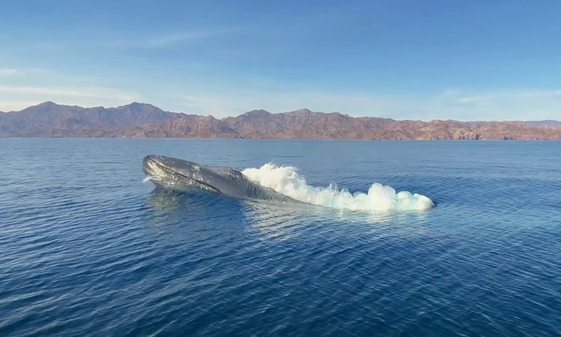 Blue Whale