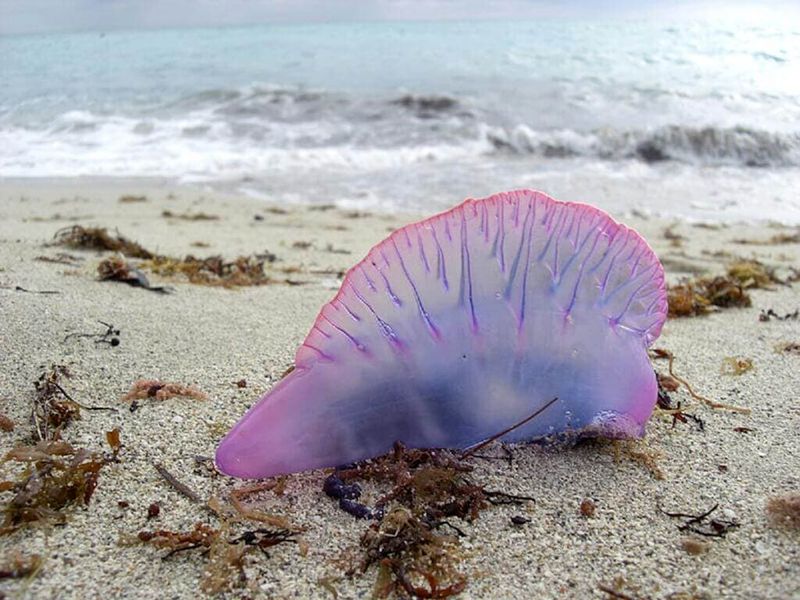 Portuguese Man o' War