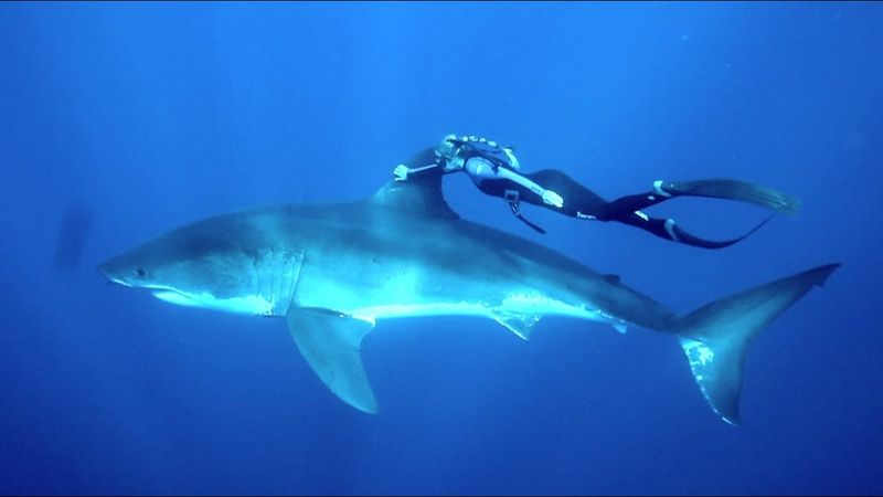 Great White Shark