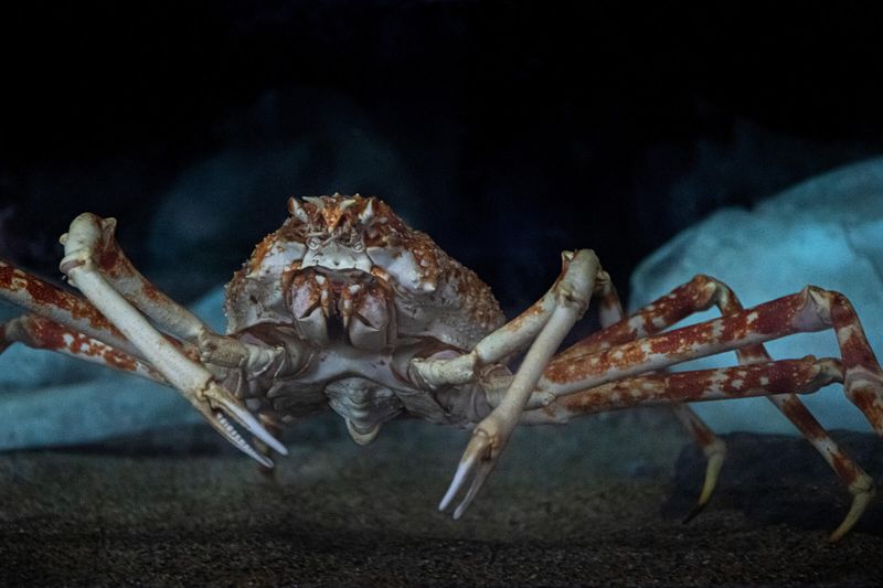 Japanese Spider Crab