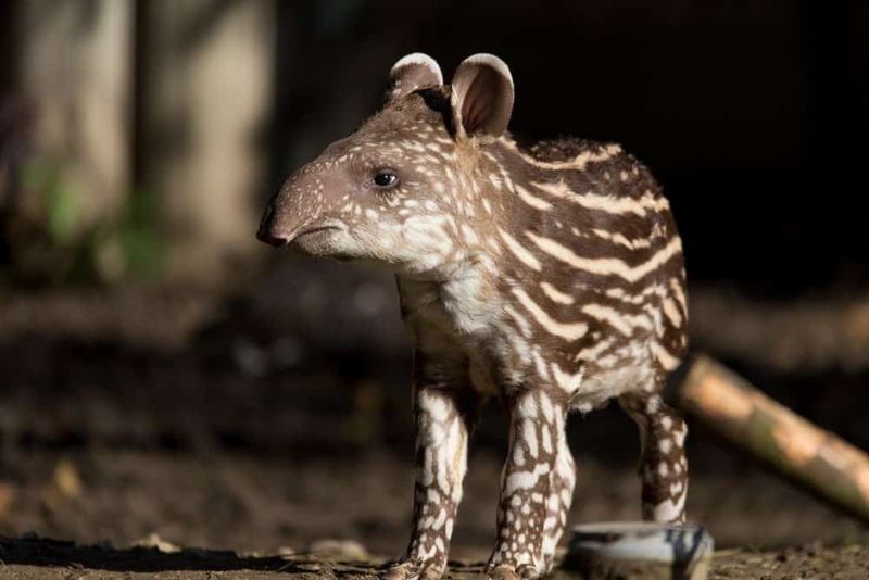 Tapir