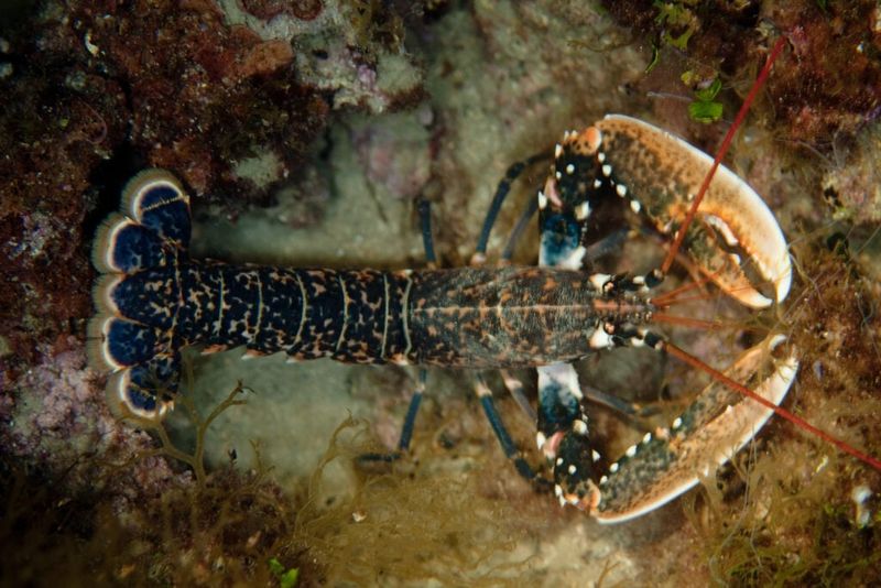 American Lobsters
