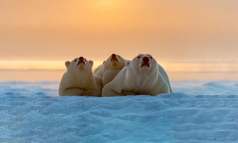 Polar Bear