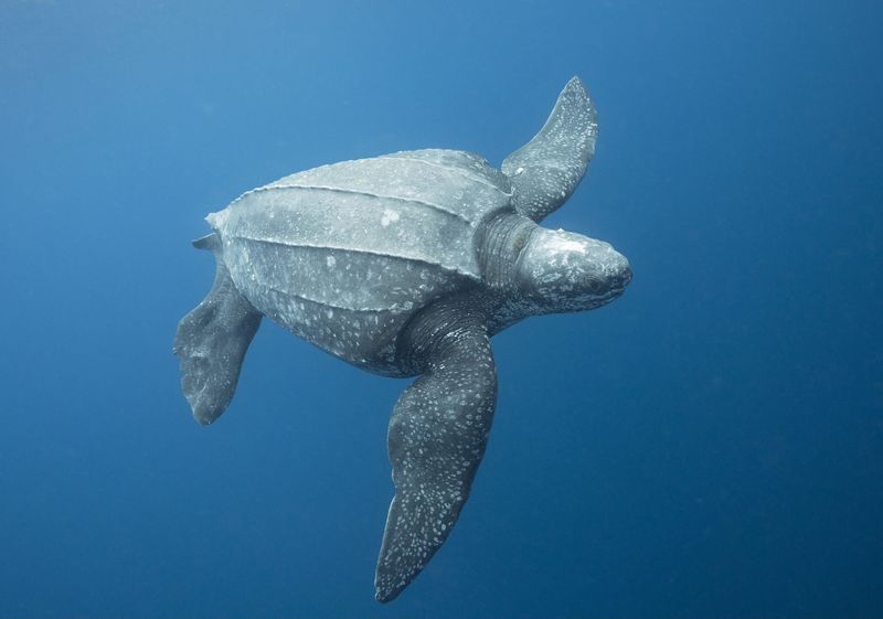 Leatherback Sea Turtle 
